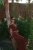 brown-skirt-suit-16086.webp