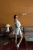 -25707.webp